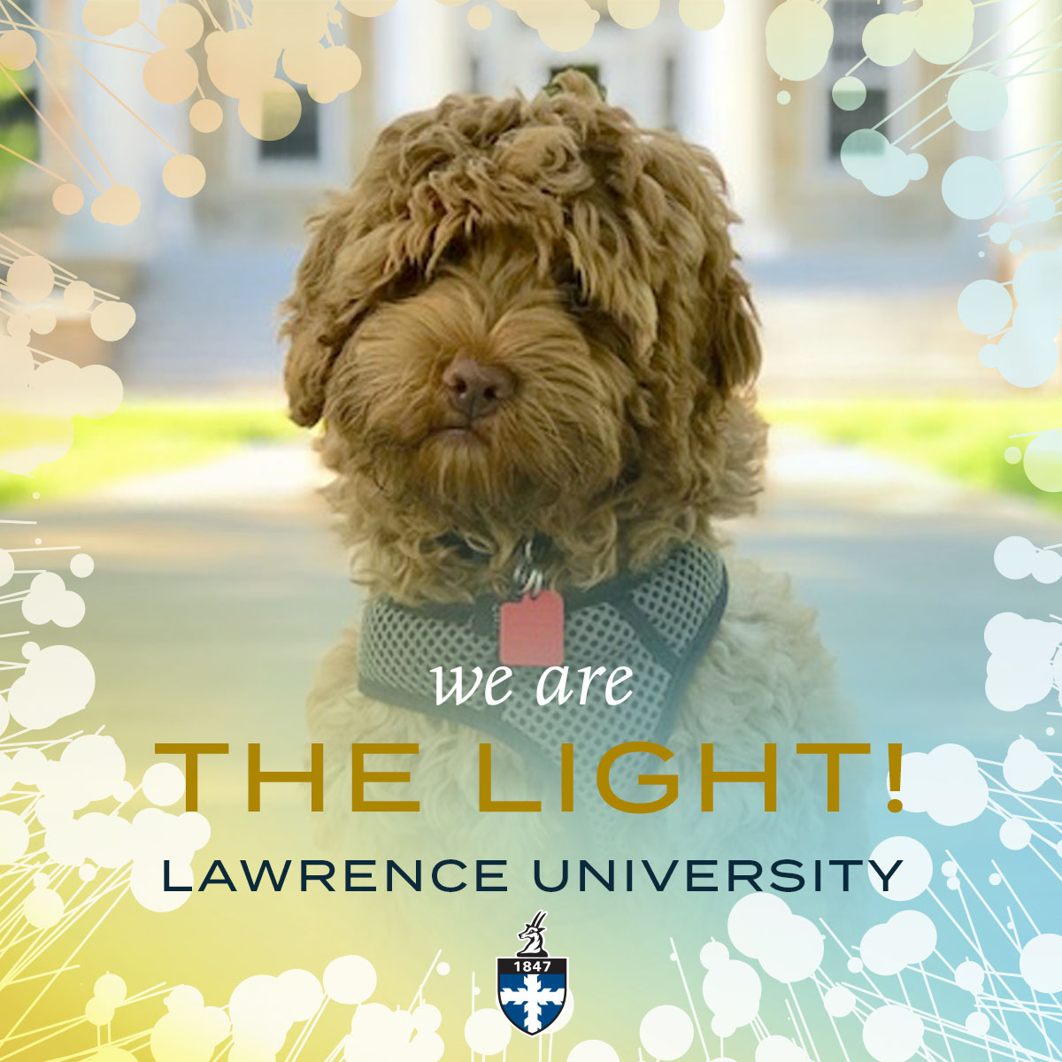 A photo of Homer the dog behind a We Are the Light Facebook Frame